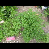 Piment - Capsicum baccatum L. - variete Dulce nombres (fort) (1)